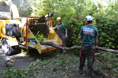 tree services St. Augustine Beach